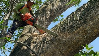 Amazing‼️ Cut down a large trembesi tree in the suburbs, Stihl ms881.