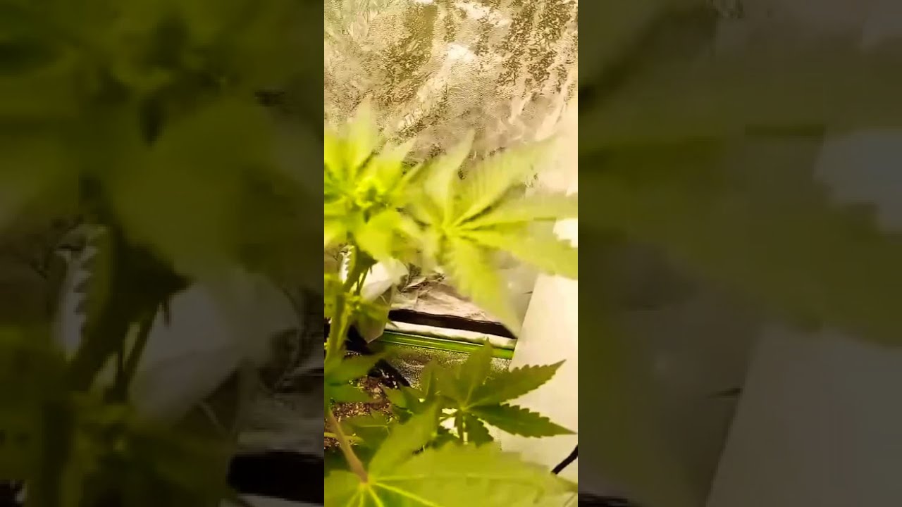How to Identify Female Vs Male early flower Part 2