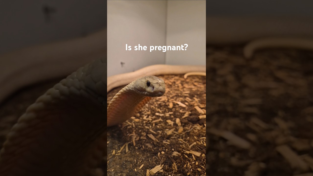 Pregnant mutant cobra?! 