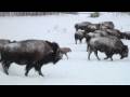 Little Bison in Winter - in HD