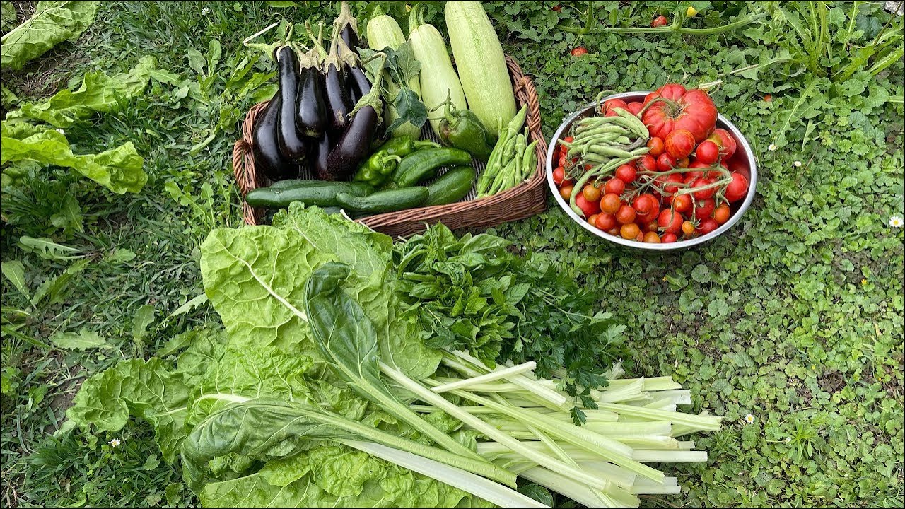 تتوقعون كل هذا المخضر من مزرعتي حتى ركي واهم شي البامية كلش فرحانه بيها