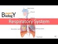 Respiratory System Concepts Assessment