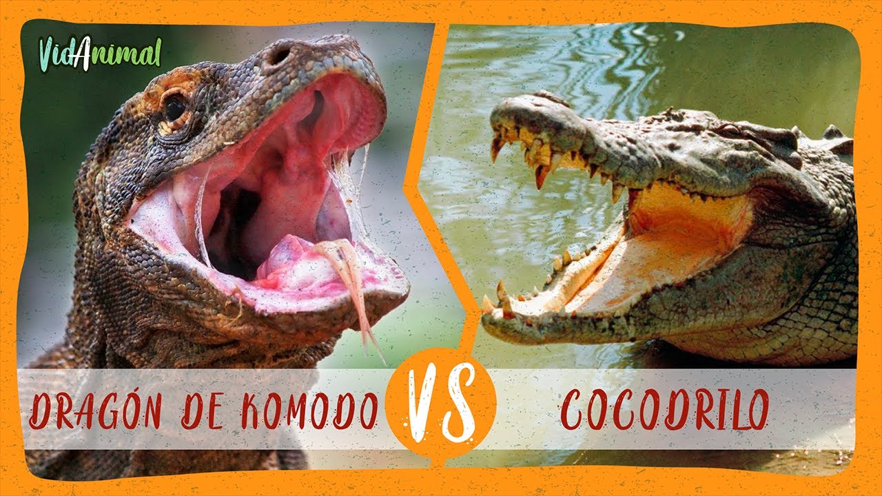 DRAGON DE KOMODO vs COCODRILO DE AGUA SALADA: ¿Cuál ganaría? - YouTube