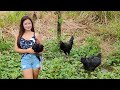 Basilan Native Chicken Breeder Trio - Magkano ang bili ko?