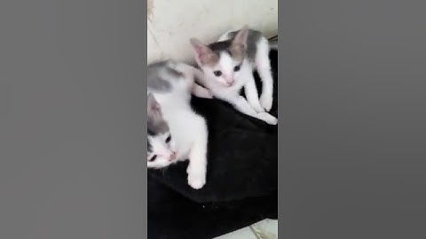 Cute cat Must Watch Full HD 3GP and MP4 Video Download