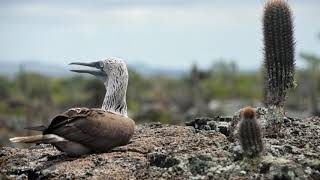 Galapago