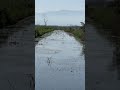 Fantastic Symphony Of Frogs In Gilan Iran Nature Frogs Trecking