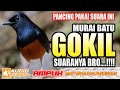 PALING BANYAK DICARI!!! MELATIH MENTAL FIGHTER MURAI BATU DENGAN SUARA PANCINGAN  INI | Murai batu