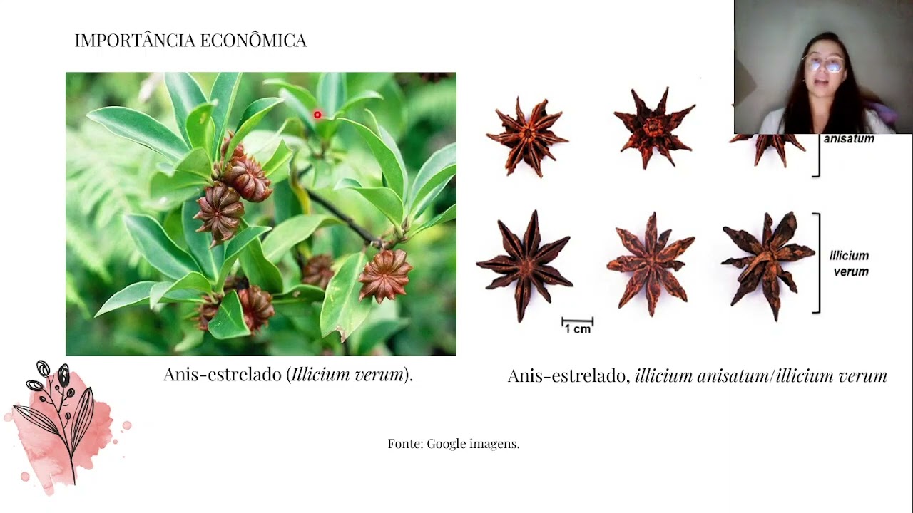 Ordem Austrobaileyales