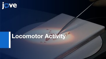 Spontaneous Locomotor Activity Determination | Protocol Preview