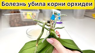 This DISEASE KILLED All orchid Roots / All stages of Orchid RESCUE (sub ENG)