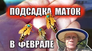 Пчелы остались без матки Подсадка матки в феврале