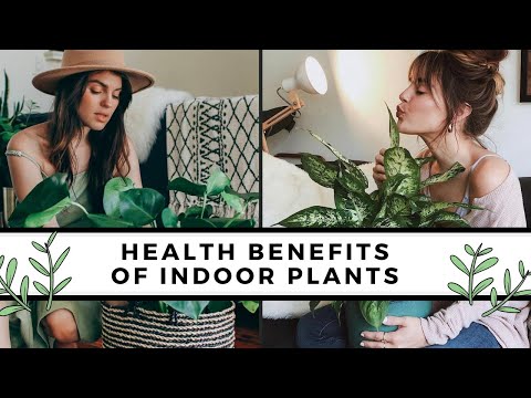 Best Air Purifying Indoor Plants | Surprising Health Benefits Of HousePlants