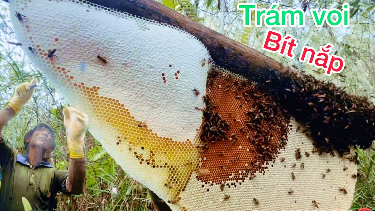 Phần 3 : khai thác ong mật từ nghề gác kèo ong rừng tự nhiên 