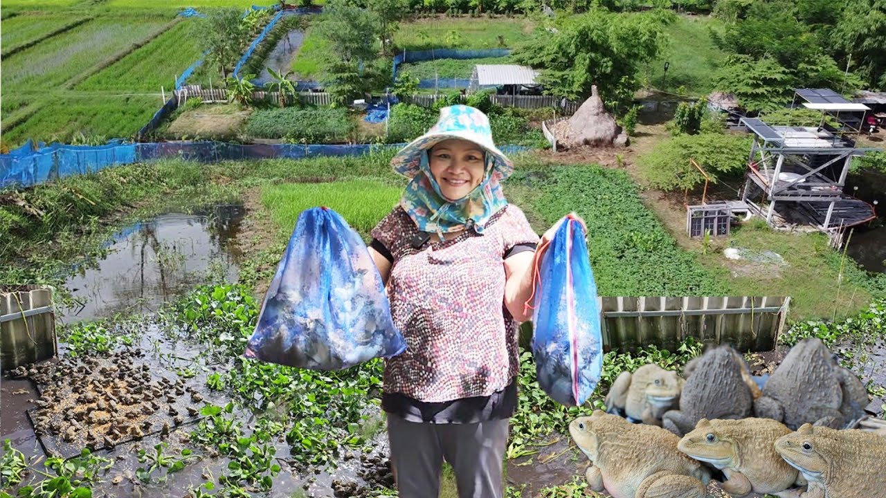 แค่อยากลองเลี้ยงกบแต่มาจบที่รายได้หลักแสน!! เอาฮวกมาปล่อยไว้ในนาข้าว เลี้ยงแบบธรรมชาติ