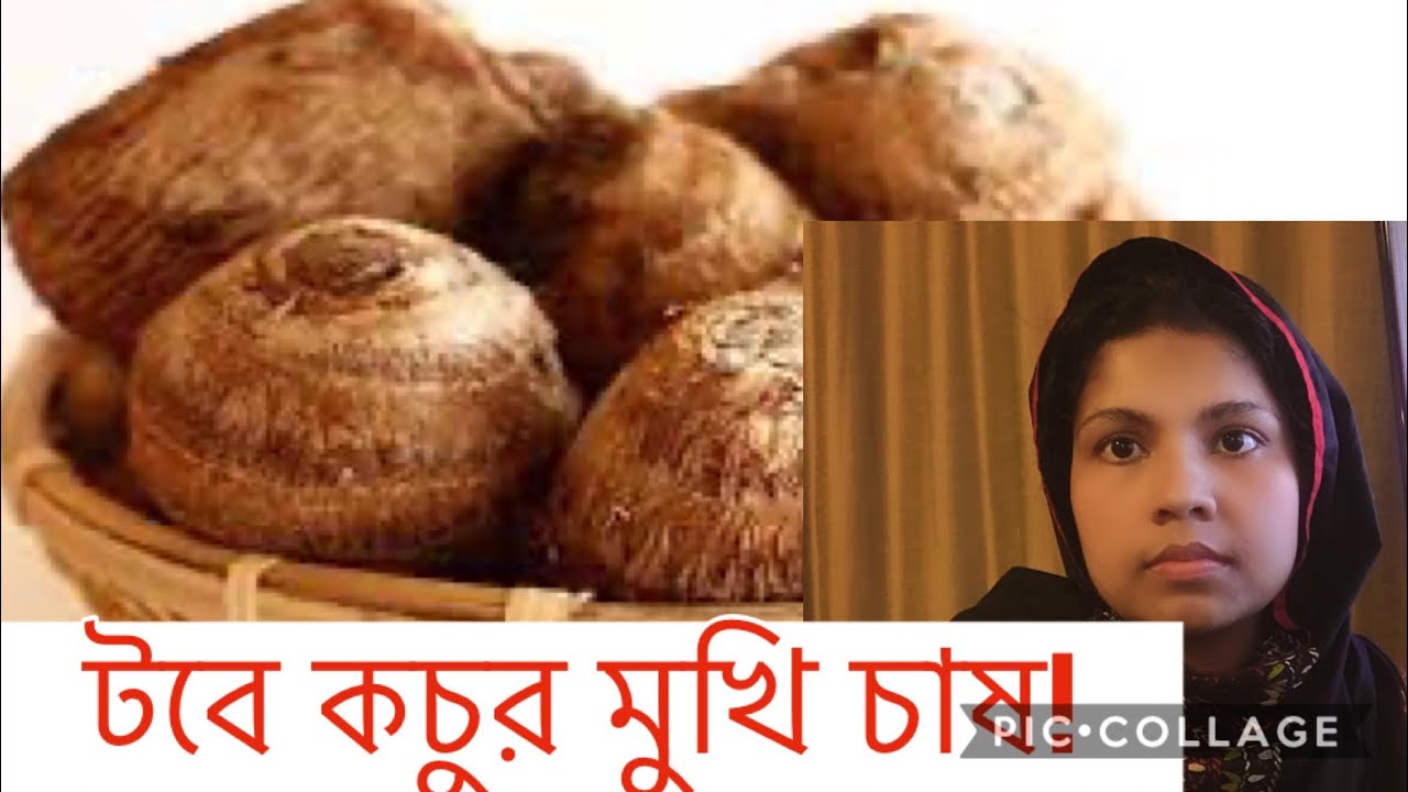 টবে কচুরমুখি চাষ / how to grow taro plant / Tahmina pondit / Bangla /blog / - YouTube