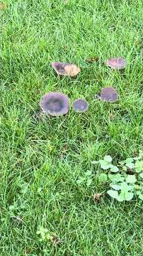 🍄‍🟫Do ya know what kind these are? Look at these!!😂#mushrooms #baked #tbk #funny