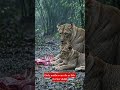 : Lioness Protects Her Cubs in Heavy Rain 🦁🌧️ | Heart Touching Wildlife Moment#shortvidio