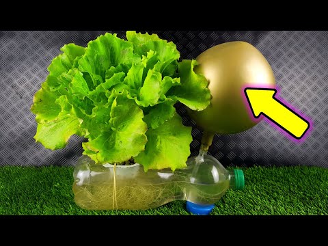 ▷ Descubre cómo plantar lechugas hidropónicas y tener ensaladas frescas todo el año