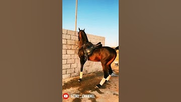 جمال الخيل العربي ( سورة العاديات)