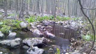 Devil's Den, Nature Conservancy, creek part 1