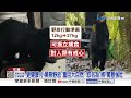 超瘦黑熊曾"誤闖工寮"覓食 復育半年"增重"回森林│中視新聞 20260603