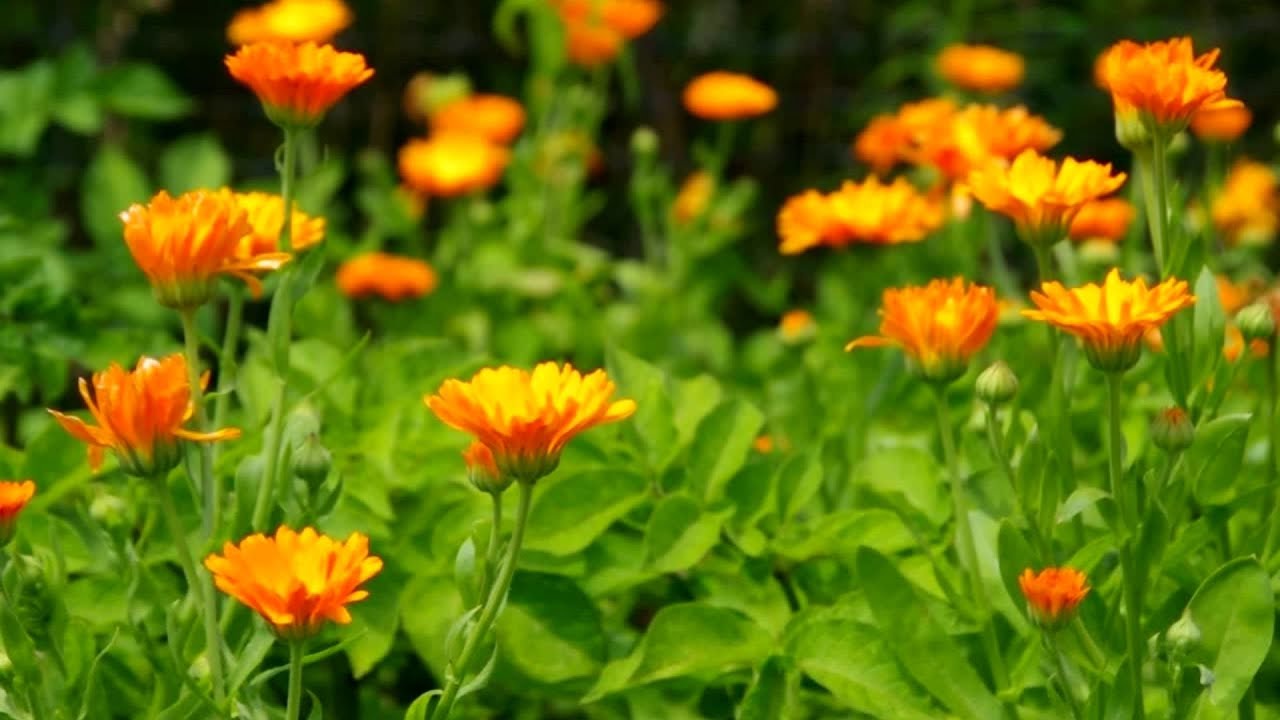 1 Hour Calendula Flowers in Summer | Real Garden Nature Sounds for Relaxation & Focus