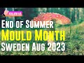 Mould Month Sweden - A tour of the Mushrooms 🍄 growing in our Garden at the end of August 🇸🇪 ❤️
