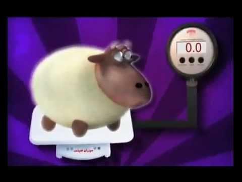 فيديو كوميدي عن الأغنام الصينية بمناسبة عيد الأضحى. يوتيوب mp4
