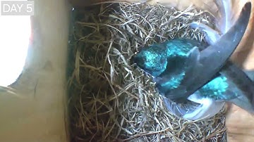Day 5 Birdhouse Watching (Tree Swallow)