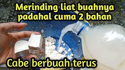 Merinding lihat hasilnya cukup 2 bahan saja cabe berbuah lebat tanpa henti