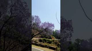 Munnar on violet flowers.