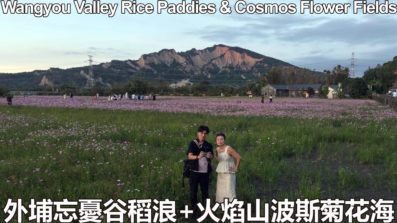 🌞外埔忘憂谷稻浪+火焰山波斯菊花海🌞