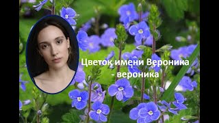 Цветок имени Вероника   вероника