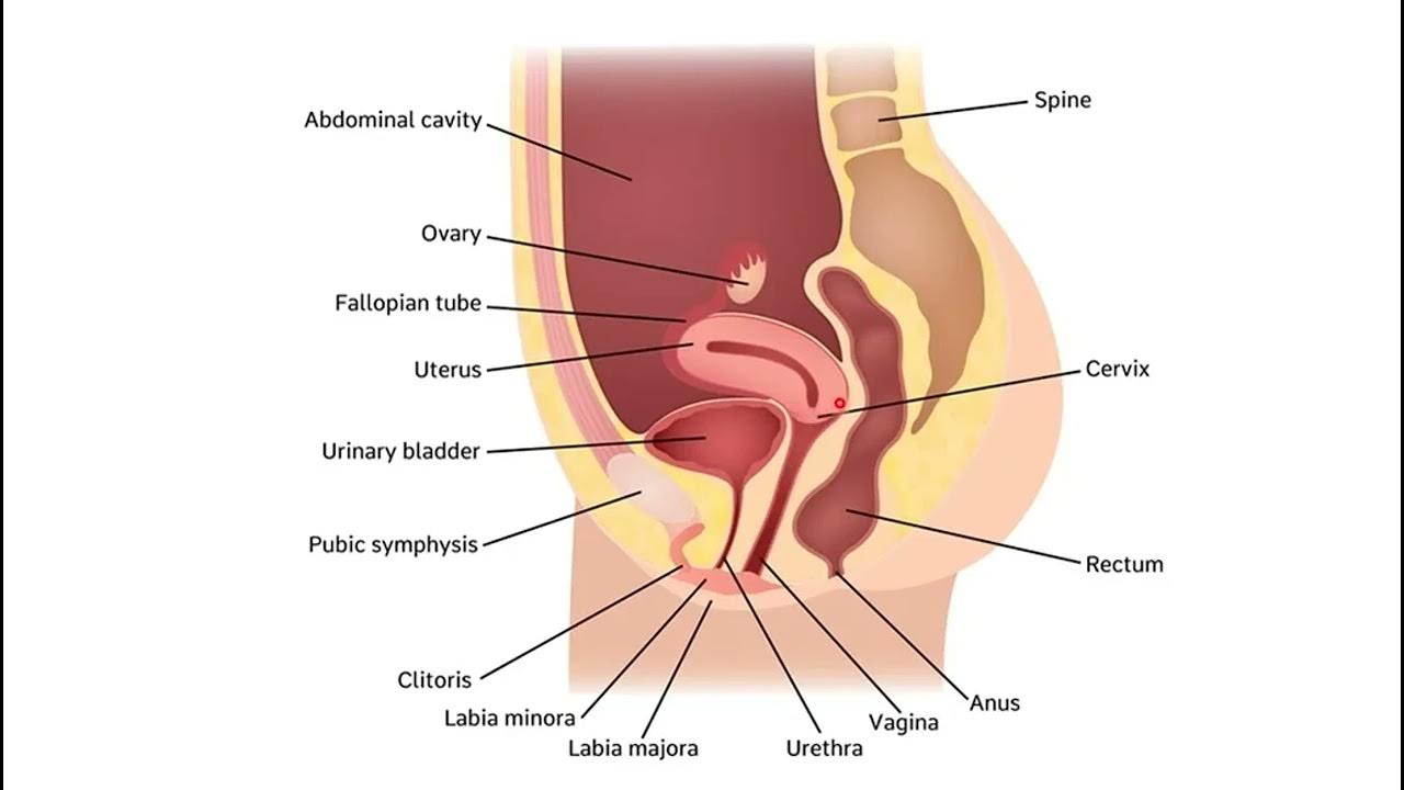 Ұзын жыныс мүшелері бар жігіттер