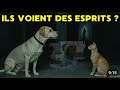 рџ ҐONLY THE MYSTIC OF THE DOG AND THE CAT AND THE CHILDREN SCHOOL PERSONALITY рџ ҐONLY THE MYSTIC OF THE DOG AND THE CAT AND THE CHILDREN SCHOOL PERSONALITY