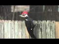 Singing Pileated Woodpecker Conroe Texas