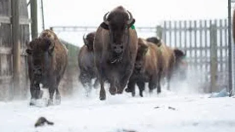 NBC reporter gets scared by a Bison
