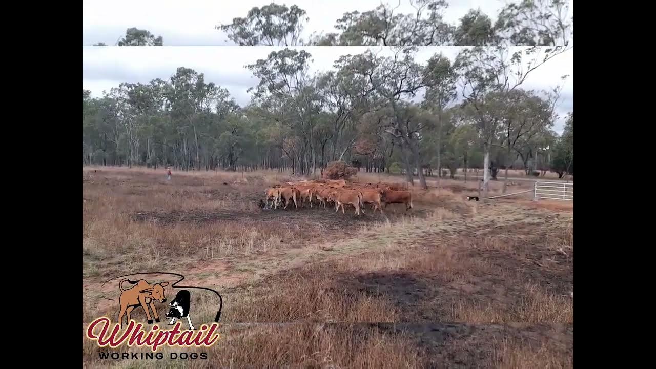 🔥🔥for sale🔥🔥10 month old D & R Ted up for auction at Geurie Golden