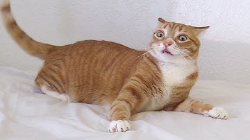 When The Catnip Kicks In