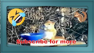 Adorable Squirrel gets tipsy after eating fermented fruit.