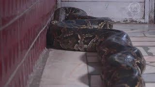 Как Себя Защитить. Питон На Страже