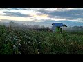 SUASANA PAGI DI KEBUN PANDAWA - CEK PERTUMBUHAN JAGUNG