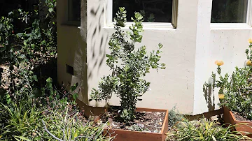 How long does banksia take to grow?