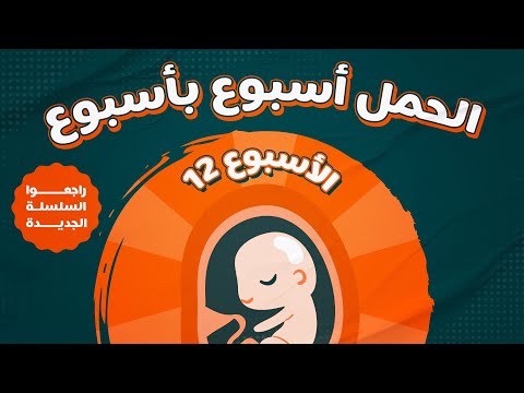 الاسبوع الثاني عشر في الحمل