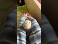 Мурочка и куча мала. #крысы #rats