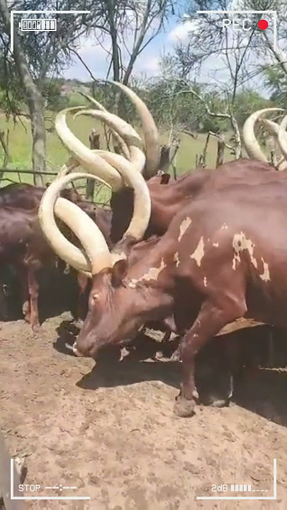 ⭕ANKOLE WATUSI CATTLE ✅ Biggest Bulls And Cow #cows #bulls #ankole