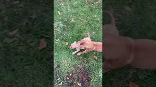 New Apbt New Member To The Family, Her Names Country