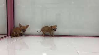 Chihuahua - Puppies Dubai