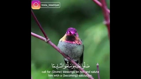 تلاوة خاشعه للقارئ أنس الشهاب من سورة الأحزاب